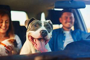 Distracted Driving Car Travel Dogs